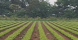 Rows of green crops and dirt with large green trees in background